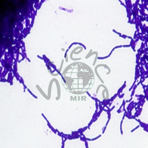 간균(Gram-Posi) 슬라이드표본 간균,슬라이드표본