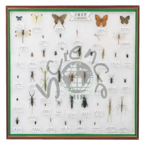 곤충표본 45종