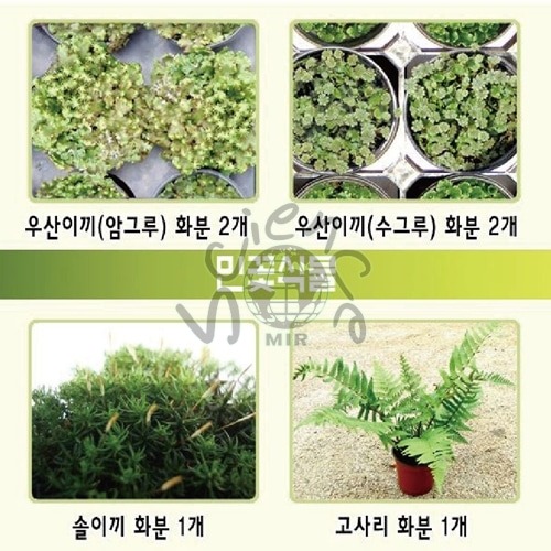 민꽃식물(우산이끼,솔이끼,고사리)(MIR-00418)