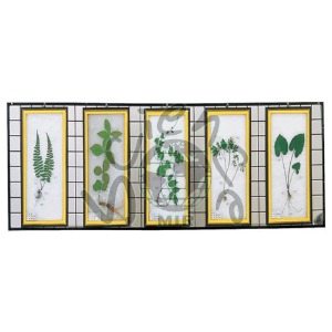 식물표본(벽걸이용 B형)