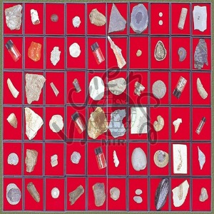 연구용 화석표본(60종)