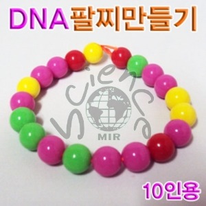 DNA팔찌만들기(10인용 )