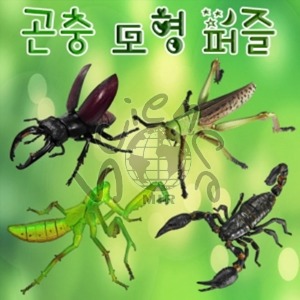 곤충 모형 퍼즐 곤충,모형,퍼즐,곤충모형,곤충퍼즐