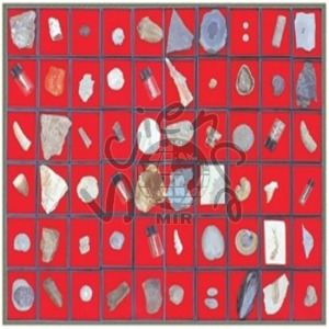 연구용 화석표본(60종) 연구용,화석표본