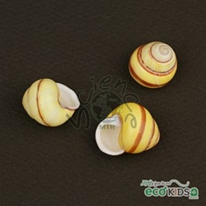 [조개-5] yellow snail -옐로우 스네일-