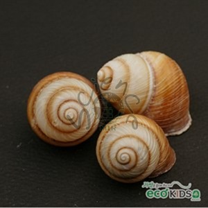 [조개-1] round snail -라운드 스네일-