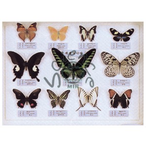 세계의 나비