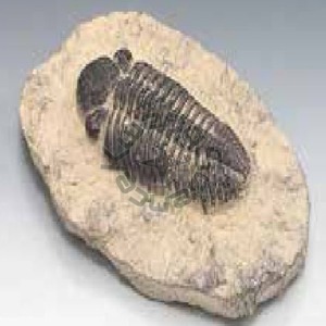 삼엽충(파콥스, Phacops, 전시용화석)