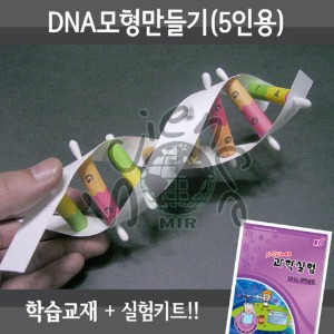 DNA모형만들기(5인용세트)