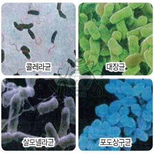 여러가지세균영구프레파라트(4종1조)(MIR-00613)