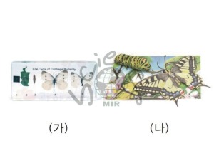 나비한살이표본/산호랑나비한살이만들기(MIR-034)