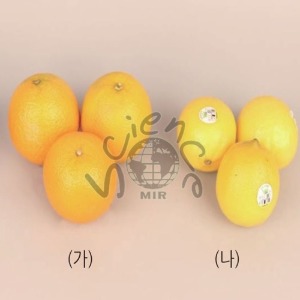 오렌지/레몬(MIR-0641)