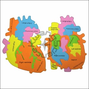 EVA 심장 구조 퍼즐