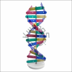 DNA입체모형만들기