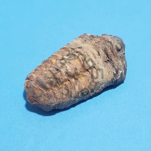 삼엽충화석(실물)(보관케이스포함)