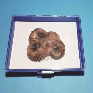 암모나이트화석모형(보관케이스포함)