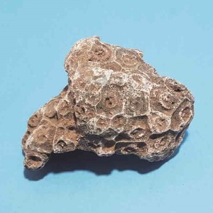 산호화석(실물)(보관케이스포함)