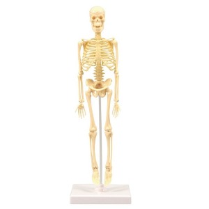 조립식인체골격모형(35cm)